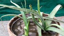 How To Care Aloe Vera Plant | How To Grow Aloe Vera Fast | 2020 | Muaz Gardening