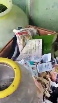 वीडियो- बारिश में चूहे के बच्चे डूबे तो मां ने पानी से भरे बिल में घुसकर ऐसे बचाई जान