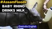 Assam Floods: Watch this adorable video of rescued baby Rhino drinking milk | Oneindia News