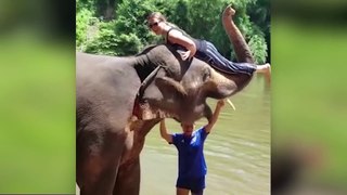 TRY NOT TO LAUGH - New Funny Videos Animals - Funny Baby Video Compilation 2020