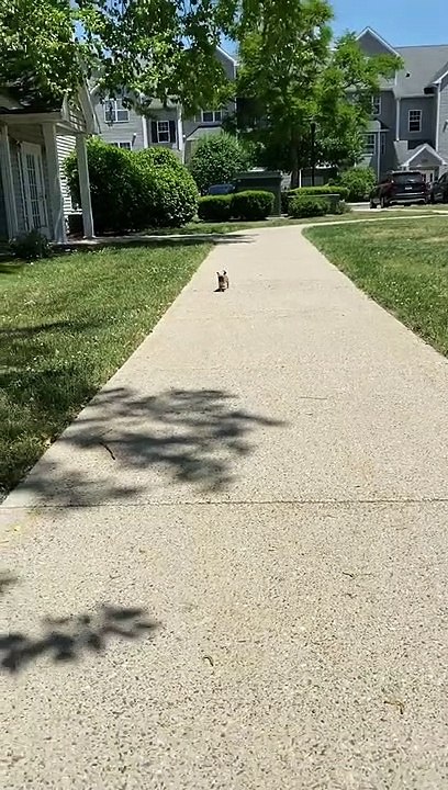 Pug Puppy Strutting His Stuff