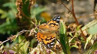 Several species of spectacular butterflies flying and courting in full HD with Music