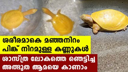 Rare yellow colour turtle | Oneindia Malayalam