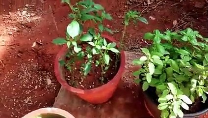 Carrot Soup | Bun Omelette | Curry Leaves Chicken Curry