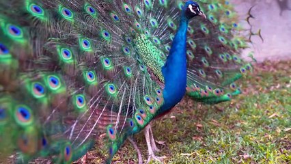 wonderful forest jungle animals