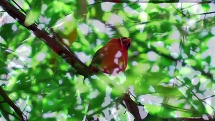 Amazing top beautiful animals of forest and jungle