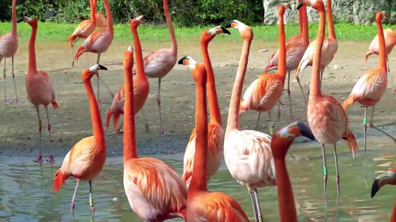 beauty of wild and dense forest