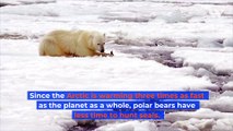 Polar Bears on Track to Go Extinct by End of Century Due to Climate Change