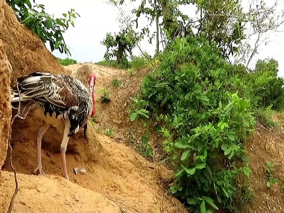 Finding Turkey Eggs And Cooking Turkey Eggs Eating Delicious | Animal Trap
