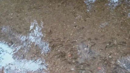 Suelta de alevines de trucha autóctona en el río Piles