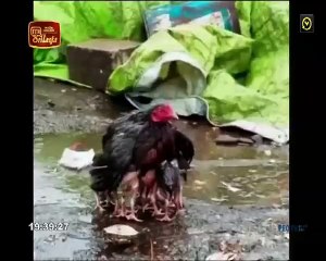 Atapattama 2020.07.22