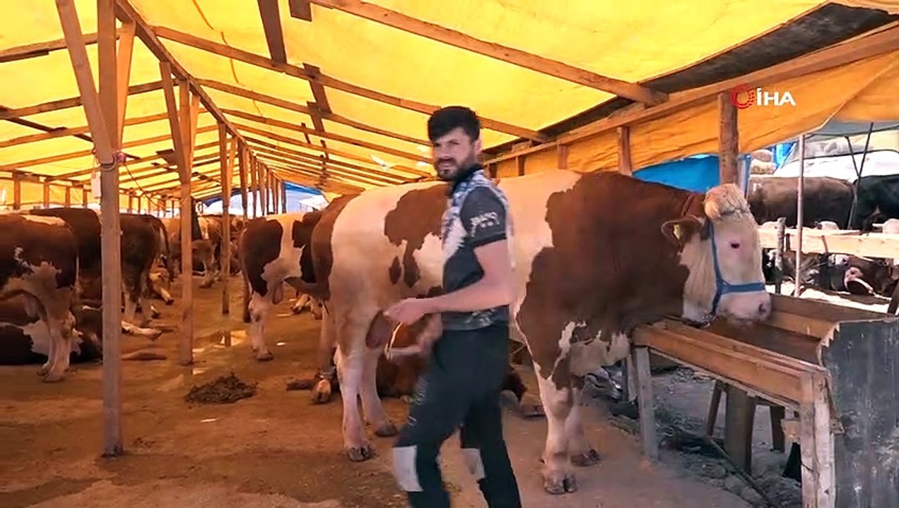 Kurbanlık pazarının 1 ton 200 kiloluk paşası alıcısını bekliyor