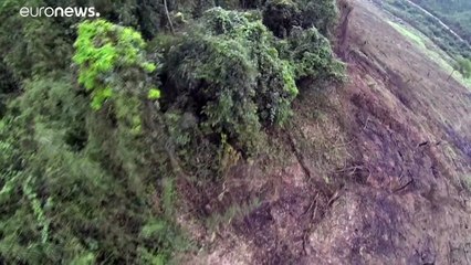 ООН: площадь лесов сокращается