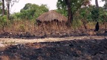 Afrika und Südamerika sind Spitzenreiter bei der Abholzung der Wälder