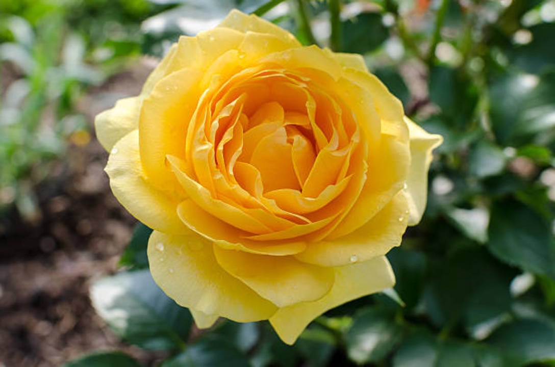 Julia Child Roses Are a Delight