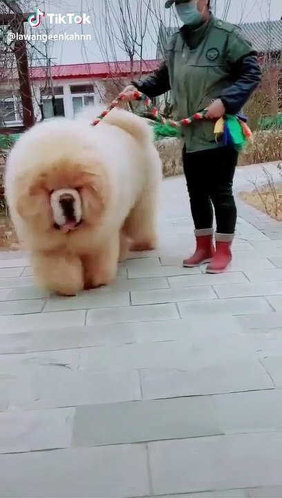 tik tok funny video viral