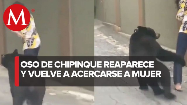 Captan a otro oso en calles de Nuevo León