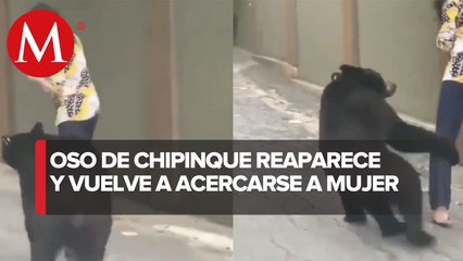 Captan a otro oso en calles de Nuevo León