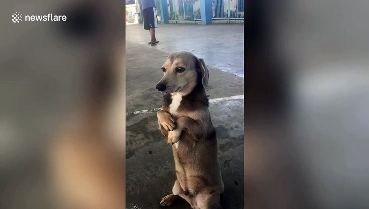 Adorable puppy stands on hind legs while queuing for anti-rabies shot