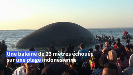 Indonésie: une énorme baleine morte échouée près d'une plage