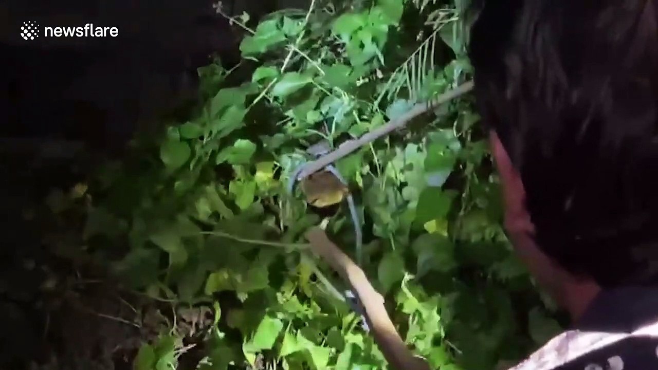 Terrified resident finds 17ft long python in the bathroom