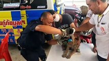 Pet dog rescued after getting nose stuck in can of glue in Thailand