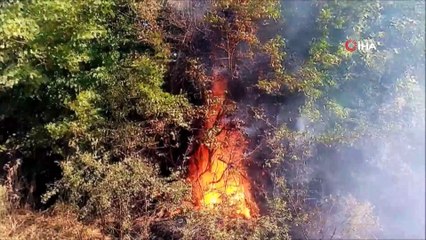 Tekirdağ’ın 2 ilçesinde orman yangını