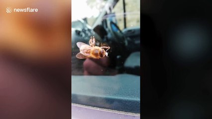Driver rescues tired bumble bee and gives it sugar in West Yorkshire, UK