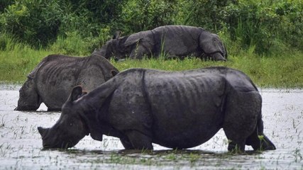 Kaziranga flooded: Is there solution to avoid this catastrophe? What experts say