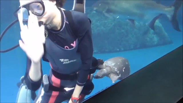 Cette tortue vient embêter le plongeur qui nettoie l'aquarium