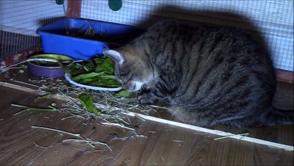 Un chat traumatisé à vie par un lapin