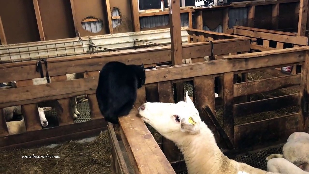 Ce chat va comprendre qu'il ne faut pas embêter les moutons