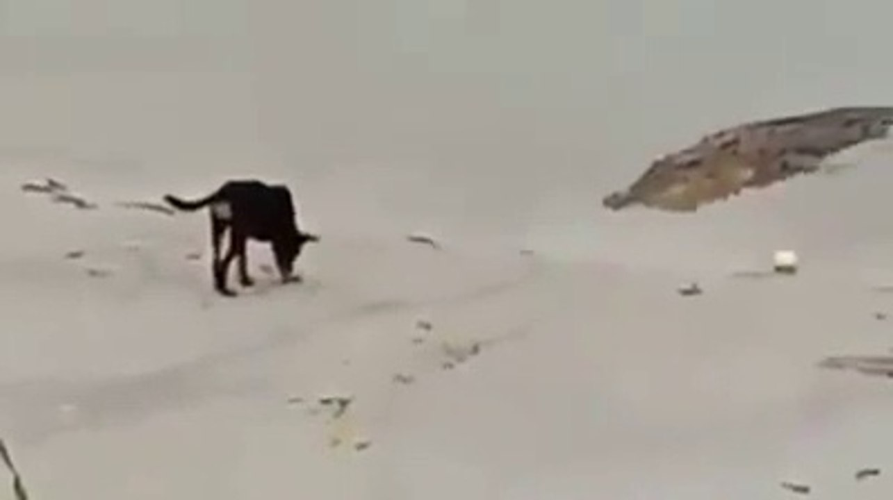 Ce chien n'a pas vu le crocodile approcher... mais il a de bons réflexes