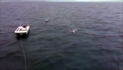 Ce russe nage à coté d'un requin et en rigole