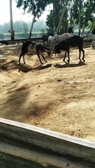 Rambunctious Goats Butt Heads by Pond