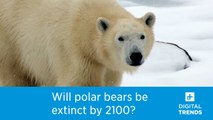 Will polar bears disappear by 2100?