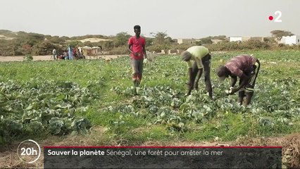 Ils sauvent la planète : les arbres du Sénégal contre l'avancée de la mer