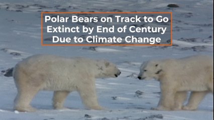 Polar Bears Are Gone By 2100
