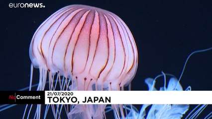 Новый бассейн для медуз в токийском аквариуме