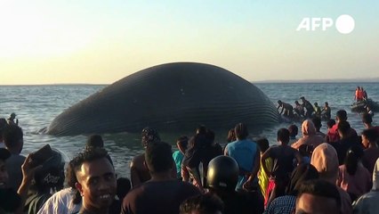 Baleia gigante encalha na Indonésia