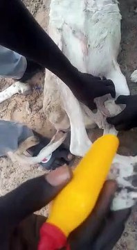 Regardez ce qui est fait sur ce mouton malade pour pouvoir le vendre