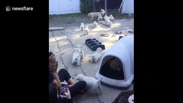 Swarm of adorable puppies attack Golden Retriever mom