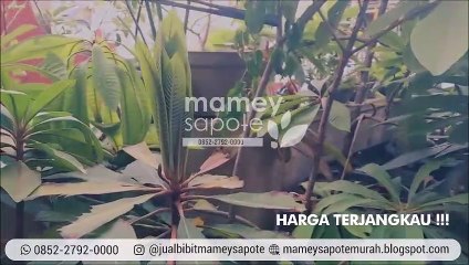 TERLARIS!!! +62 852-2792-0000, Jual Bibit Mamey Sapote Unggul