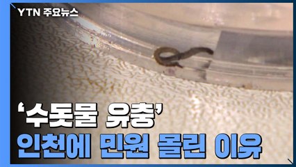 '수돗물 유충' 유독 인천에 민원 몰린 이유는? / YTN