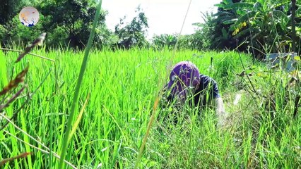 Catching crabs after the rain of Vietnamese people