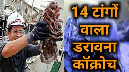 Indian Ocean में मिला 14 टांगों वाला समुद्री कॉक्रोच, वजन और साइज ने उड़ाई Scientists की नींद!