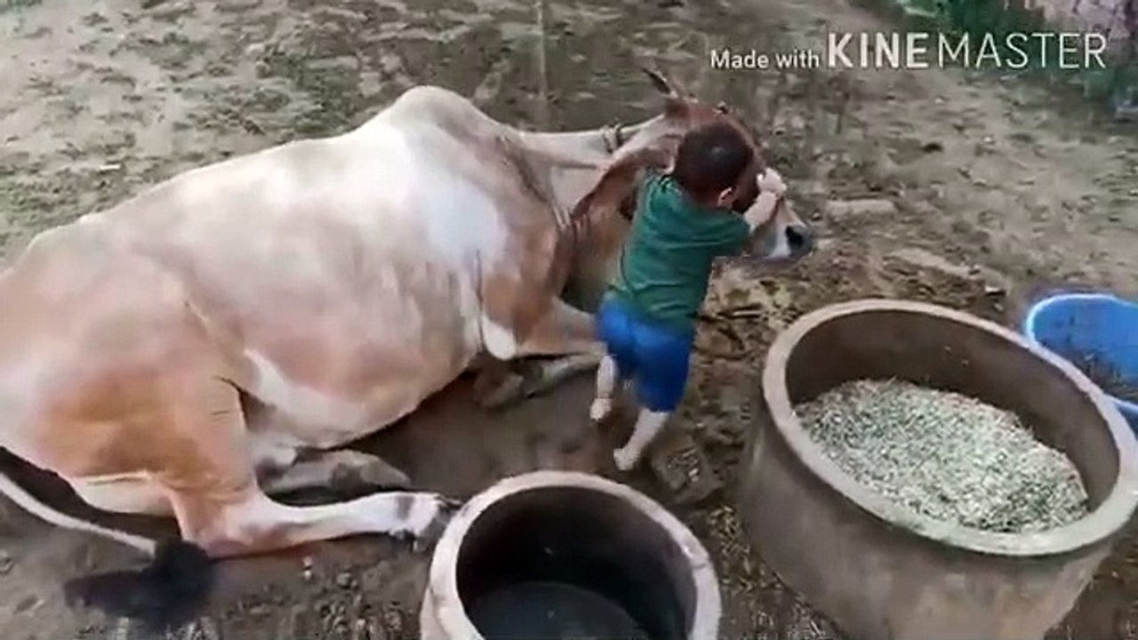 Cute kid becomes friend of cow and plays with Cow Gwala or Gai ek sath Funsick