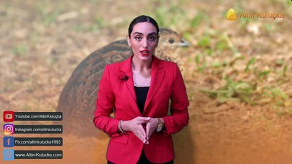 Bıldırcın yetiştiriciliği