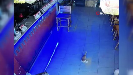 - Rusya'da kasadan para çalan kedi suçüstü yakalandı