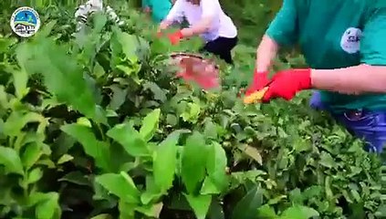 Fındıklı Belediyesi, bir vatandaşın bağışladığı araziye ektiği sanatçılarla imece usulü topladı